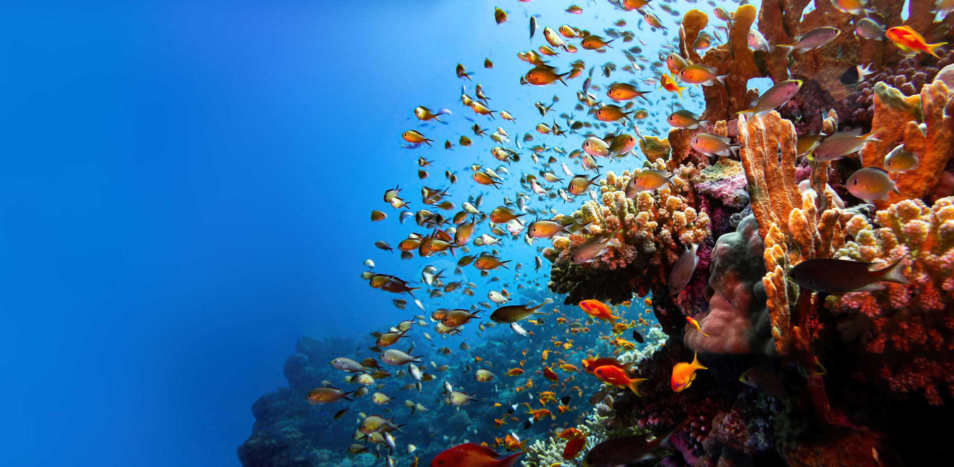 GO4SEA-SHARM