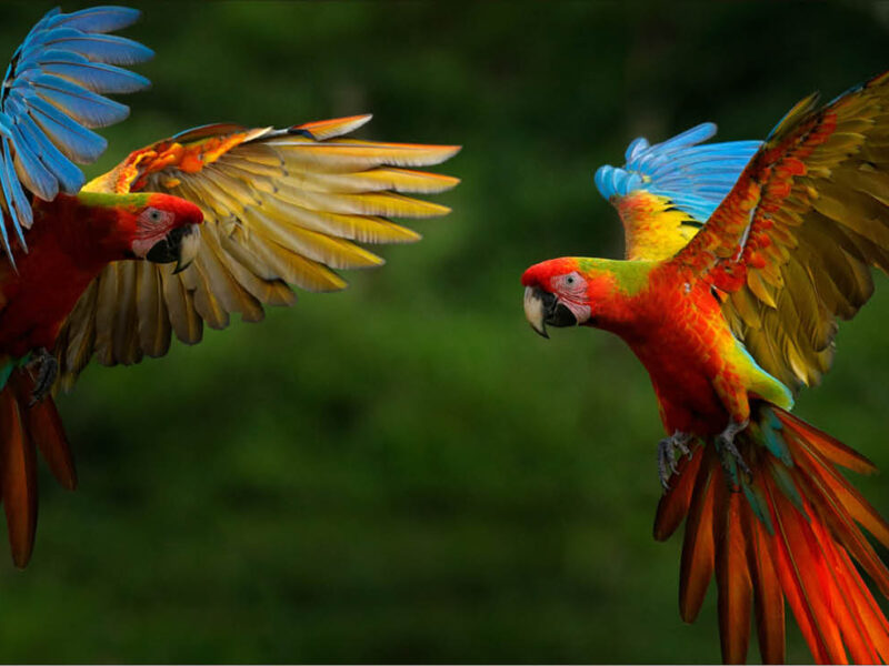 Go4sea Foresta Amazzonica