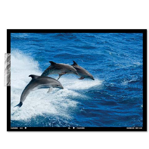 Avvistamento delfini puglia | Go4sea
