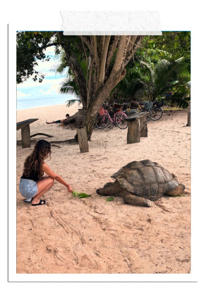 Go4sea-Seychelles- tartaruga-marina