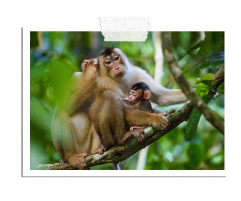 Go4sea-Viaggio-in-Malesia-ad-Agosto-