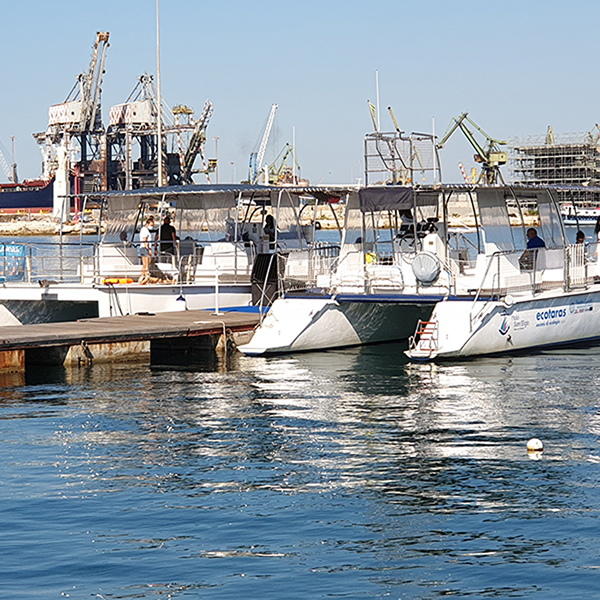 Go4Sea Dolphin Watching nel Golfo di Taranto