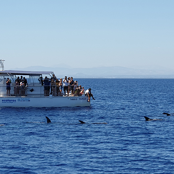 Go4Sea Dolphin Watching nel Golfo di Taranto