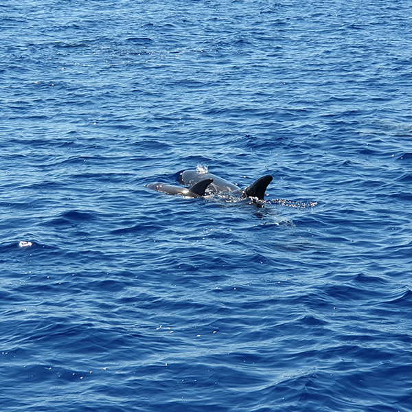 Go4Sea Delfini nel Golfo di Taranto