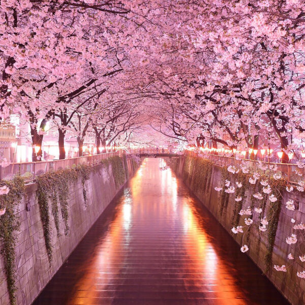 Fioritura dei ciliegi in Giappone Fioritura dei ciliegi in Giappone