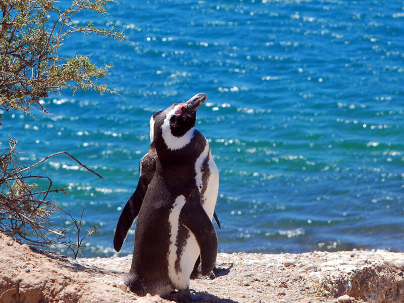 Go4sea Argentina Puerto Madryn